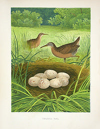 Gentry Chromolithograph Bird, Nest Virginia Rail - Panteek Antique Prints