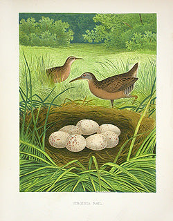 Gentry Chromolithograph Bird, Nest Virginia Rail