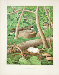 Gentry Chromolithograph Bird, Nest Whippoorwill - Panteek Antique Prints