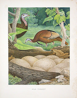 Gentry Chromolithograph Bird, Nest Wild Turkey
