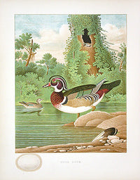 Gentry Chromolithograph Bird, Nest Wood Duck - Panteek Antique Prints