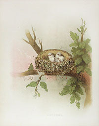 Gentry Chromolithograph Bird, Nest Wood Pewee Nest & Eggs