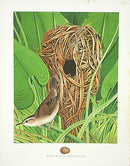 Gentry Chromolithograph Bird, Nest Wren - Panteek Antique Prints