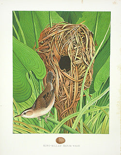 Gentry Chromolithograph Bird, Nest Wren