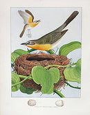 Gentry Chromolithograph Bird, Nest Yellow-Breasted Chat - Panteek Antique Prints