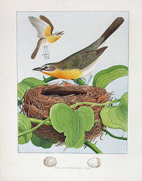 Gentry Chromolithograph Bird, Nest Yellow-Breasted Chat