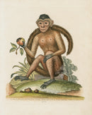 George Edwards Antique Engraving Bush-tailed Monkey - Panteek Antique Prints