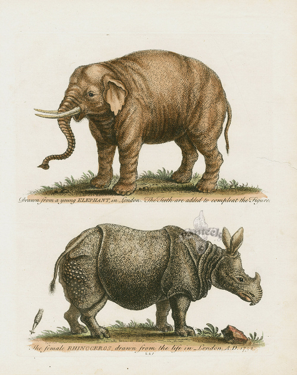 George Edwards Antique Engraving Elephant, Rhinoceros