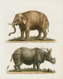 George Edwards Antique Engraving Elephant, Rhinoceros - Panteek Antique Prints