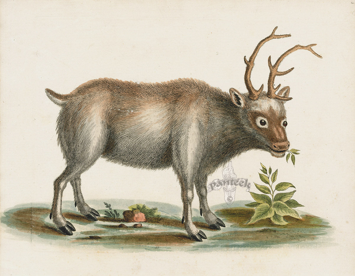 Edwards Mammals Gleaning of Natural History Engravings 1743
