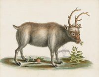 George Edwards Antique Engraving Greenland Buck - Panteek Antique Prints