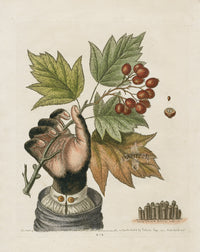 George Edwards Antique Engraving Hand of a Boy - Panteek Antique Prints