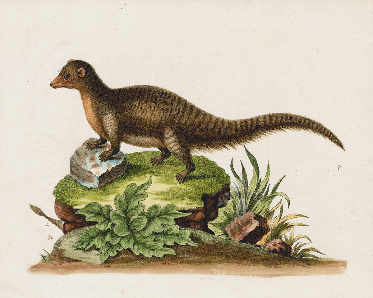 panteek-antique-prints-print-