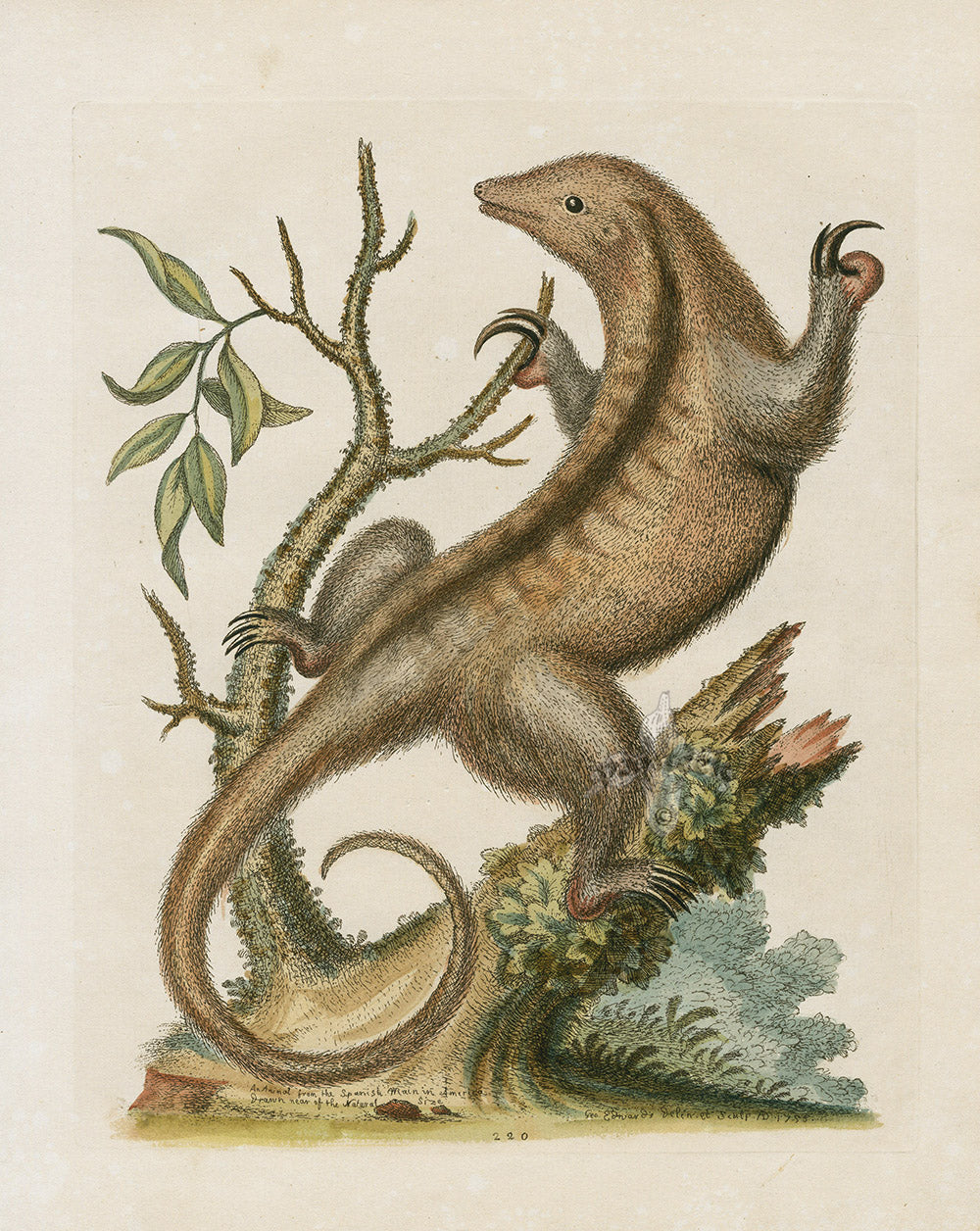 George Edwards Antique Engraving Little Ant-Eater