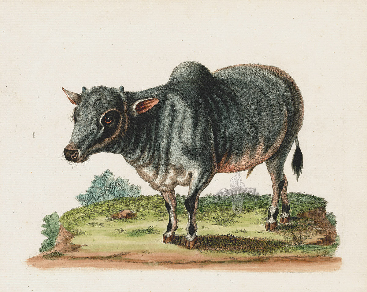 George Edwards Antique Engraving Little Indian Buffalo