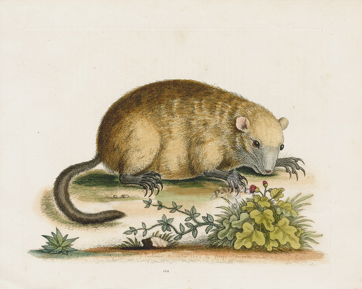 George Edwards Antique Engraving Marmot of America