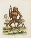 George Edwards Antique Engraving Orangutan - Panteek Antique Prints