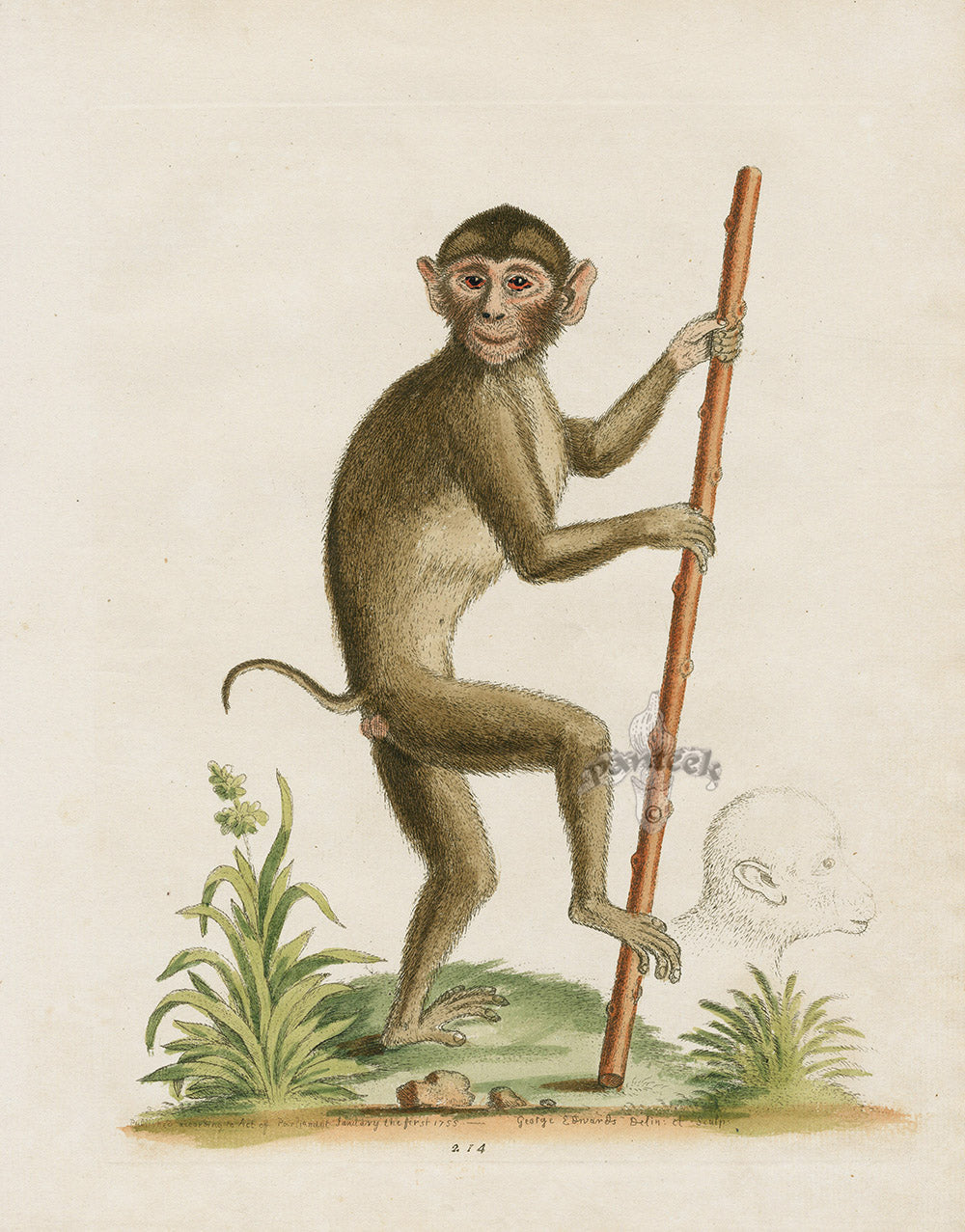 George Edwards Antique Engraving Pig-tailed Monkey