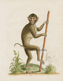 George Edwards Antique Engraving Pig-tailed Monkey - Panteek Antique Prints