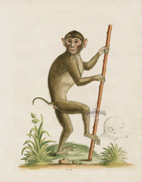 George Edwards Antique Engraving Pig-tailed Monkey - Panteek Antique Prints