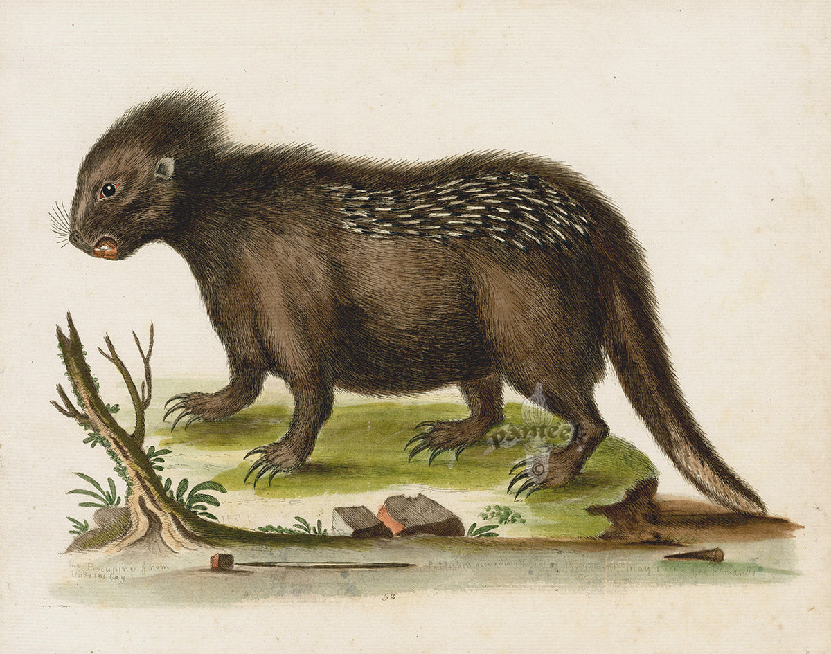 George Edwards Antique Engraving Porcupine