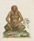 George Edwards Antique Engraving Sloth - Panteek Antique Prints
