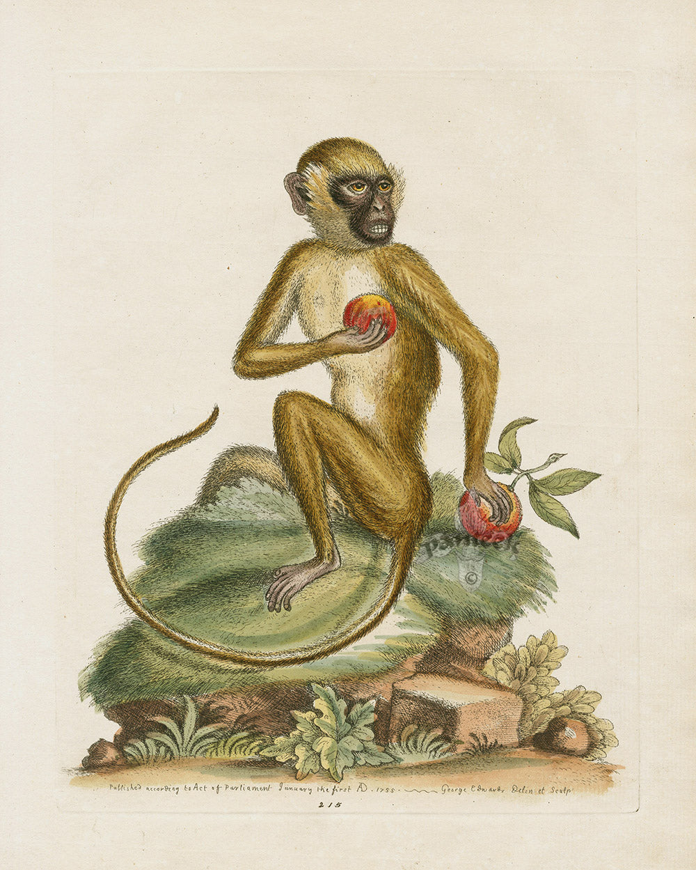 George Edwards Antique Engraving St. Jago Monkey | Panteek Antique