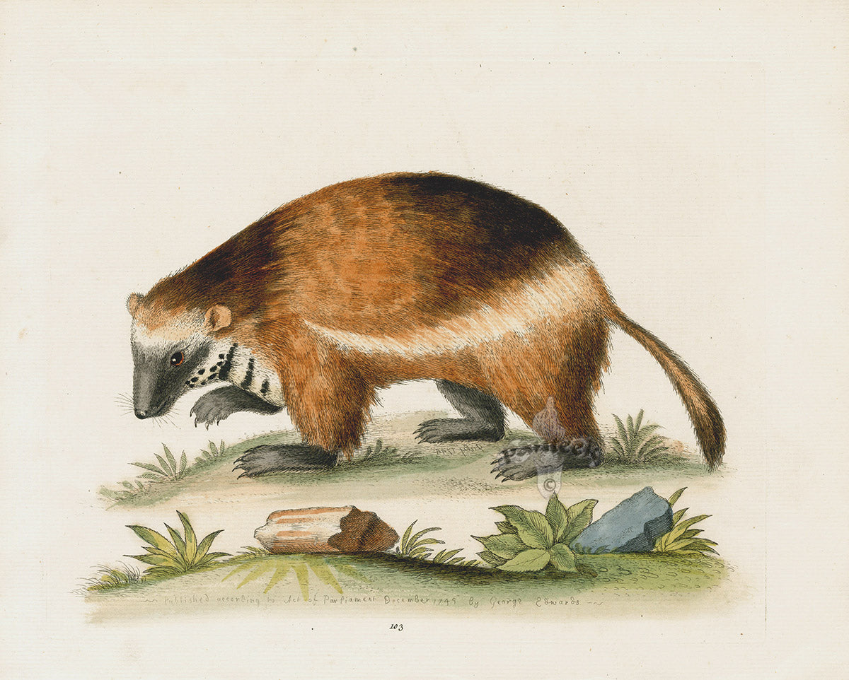 George Edwards Antique Engraving Wolverine