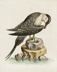 George Edwards Bird Print Artic-bird - Panteek Antique Prints