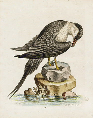 George Edwards Bird Print Artic-bird