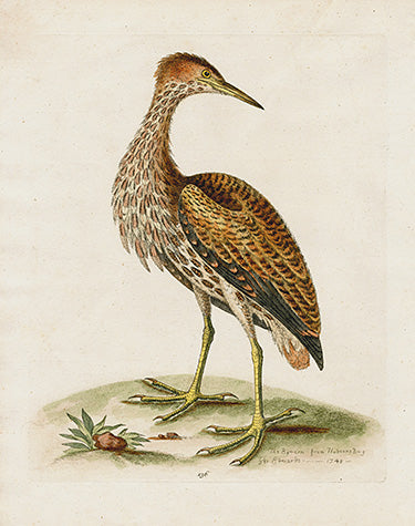 George Edwards Bird Print Bittern