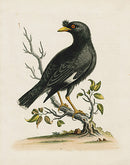 George Edwards Bird Print Black-Bird - Panteek Antique Prints