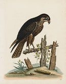George Edwards Bird Print Black Hawk - Panteek Antique Prints