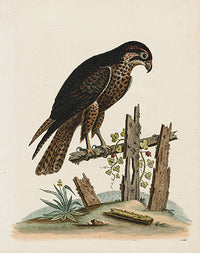 George Edwards Bird Print Black Hawk - Panteek Antique Prints