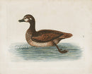George Edwards Bird Print Brown Duck - Panteek Antique Prints
