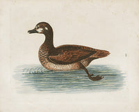 George Edwards Bird Print Brown Duck - Panteek Antique Prints