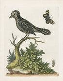 George Edwards Bird Print Butcher-bird - Panteek Antique Prints