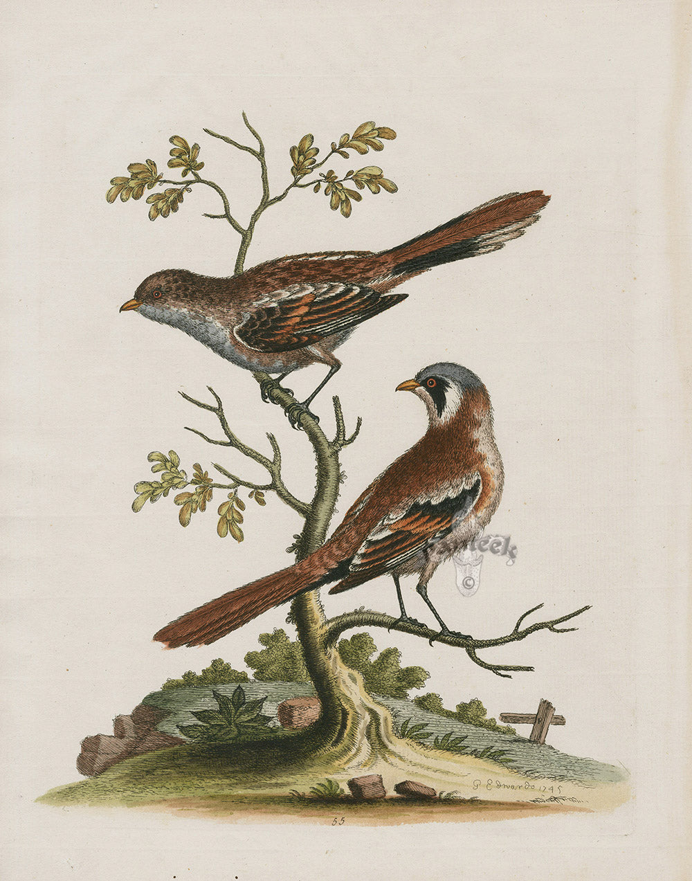 George Edwards Bird Print Butcher Birds