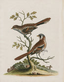 George Edwards Bird Print Butcher Birds - Panteek Antique Prints