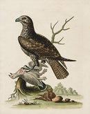 George Edwards Bird Print Buzzard - Panteek Antique Prints