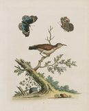 George Edwards Bird Print Creeper - Panteek Antique Prints