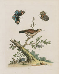 George Edwards Bird Print Creeper - Panteek Antique Prints