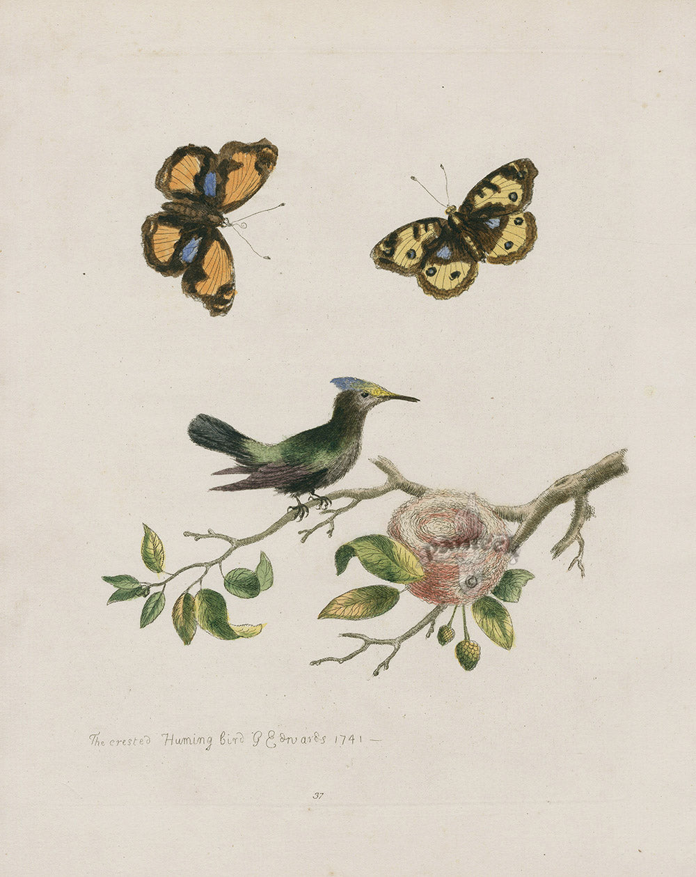George Edwards Bird Print Crested Hummingbird