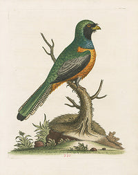 George Edwards Bird Print Curucui - Panteek Antique Prints
