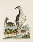 George Edwards Bird Print Dobchick - Panteek Antique Prints