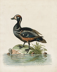 George Edwards Bird Print Dusty Duck - Panteek Antique Prints