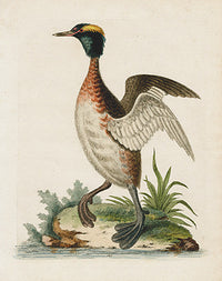 George Edwards Bird Print Eared Dobchick - Panteek Antique Prints