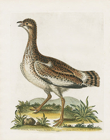 George Edwards Bird Print Field Duck