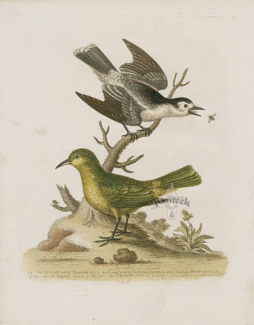 George Edwards Bird Print Flycatcher, Creeper, Guiana S. America