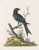 George Edwards Bird Print Fork-Tailed Butcher - Panteek Antique Prints